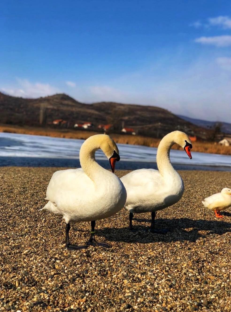 Garni Hotel Oblacinsko Jezero Oblacina エクステリア 写真